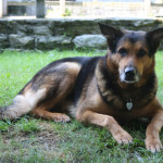 Alex_2010
